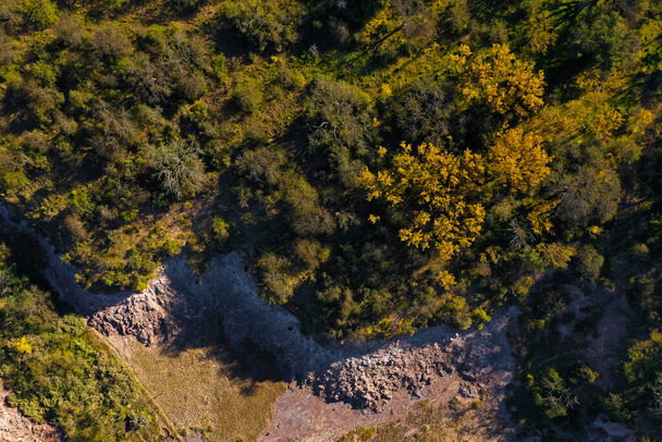 Calden orman arazisi, Prosopis Caldenia bitkileri, La Pampa ili, Patagonya, Arjantin. - Fotoğraf, Görsel