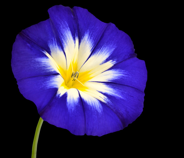 Kék virág, fehér sárga csillag Center elszigetelt - Fotó, kép