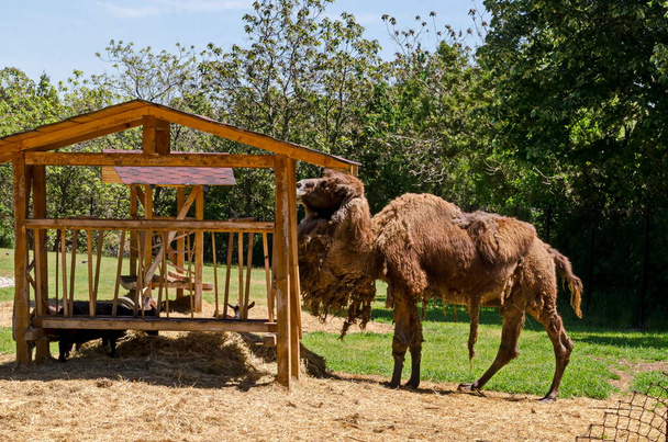 Camel and goats feed in the farm yard, Sofia, Bulgaria  - Foto, afbeelding
