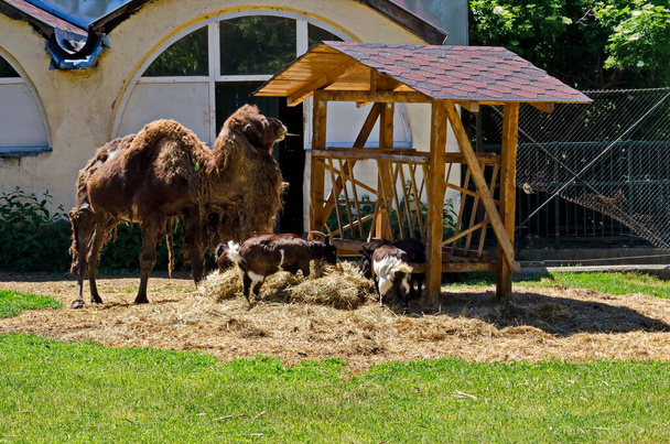 Camel and goats feed in the farm yard, Sofia, Bulgaria  - Foto, afbeelding