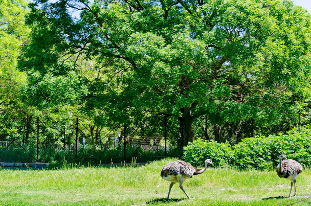 Portrait of emu or smiling ostriches in part of summer park, Sofia, Bulgaria - 写真・画像