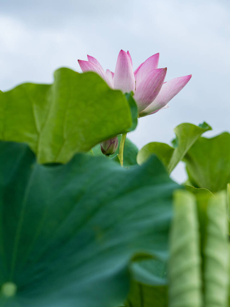 flor de loto rosa floreciendo en estanque con fondo borroso - Foto, imagen