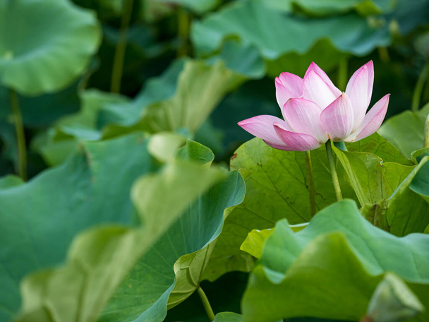 pink lotus flower blooming in pond with blurry background - Valokuva, kuva