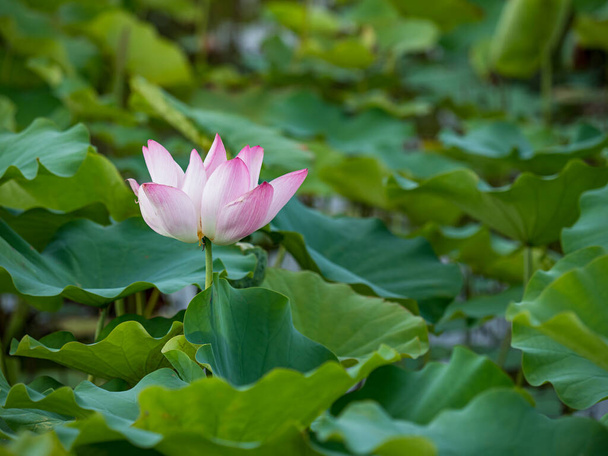 pink lotus flower blooming in pond with blurry background - Photo, Image