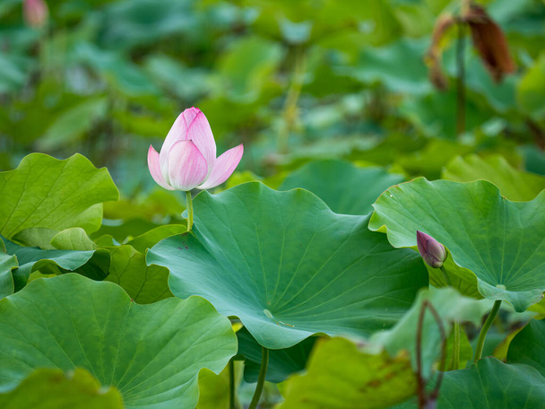 flor de loto rosa floreciendo en estanque con fondo borroso - Foto, Imagen