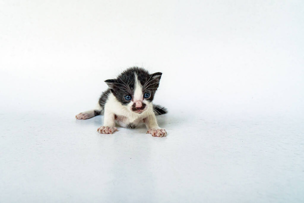 1 kuukausi vanha mustavalkoinen Two Colors Kitten on tyylikäs valkoisella taustalla, niin ihana ja söpö - Valokuva, kuva