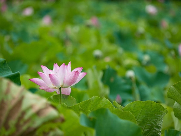 pink lotus flower blooming in pond with blurry background - Foto, Imagem