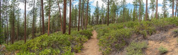 Paysage panoramique de sentiers de randonnée à travers la forêt de pins ponderosa dans le centre de l'Oregon, Pacifique Nord-Ouest États-Unis - Photo, image