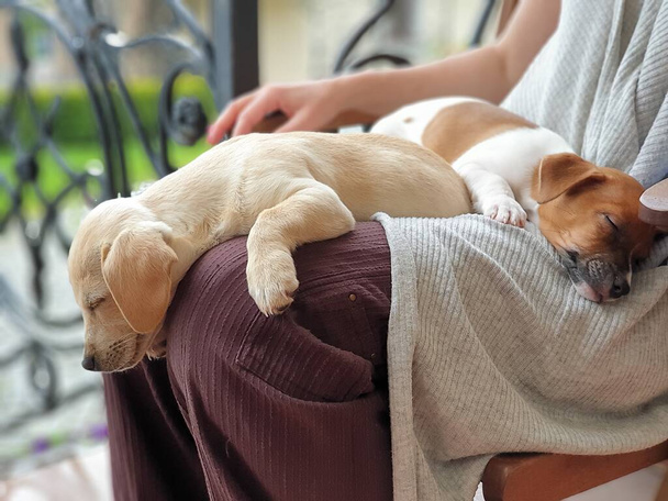Two little puppies fell asleep on the lap of the woman - Foto, Imagem