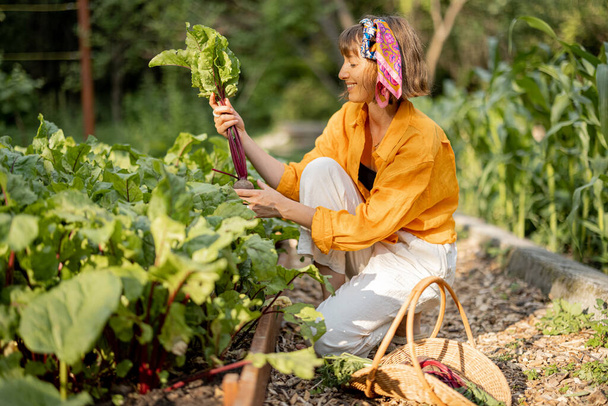 La giovane donna raccoglie la barbabietola, coltivando verdure nell'orto di casa. Concetto di cibo biologico locale e stile di vita sostenibile - Foto, immagini