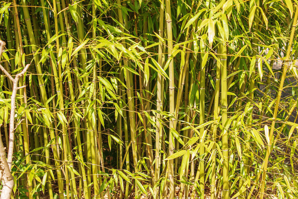 Bamboe boomlandschap in het regenwoud. Achtergrond van groene stammen en bladeren van bamboe. - Foto, afbeelding