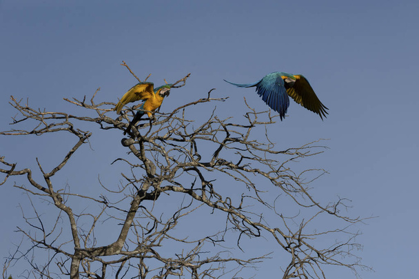 Kaksi sinistä ja keltaista arpaa kyydissä puun oksalla. Laji Ara ararauna tunnetaan myös nimellä Arara Canide. Se on Etelä-Amerikan suurin papukaija. Lintujen tarkkailua. Lintujen ystävä. - Valokuva, kuva