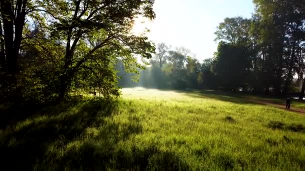 Sun shines in forest through trees and tree branches in glade with bright green grass and morning dew on sunny summer. Beautiful natural background. Concept environmental, warming and climate change - Footage, Video