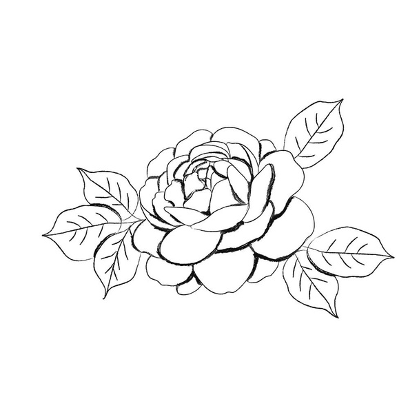 Hand drawn vector illustration of a peony flower - Vetor, Imagem
