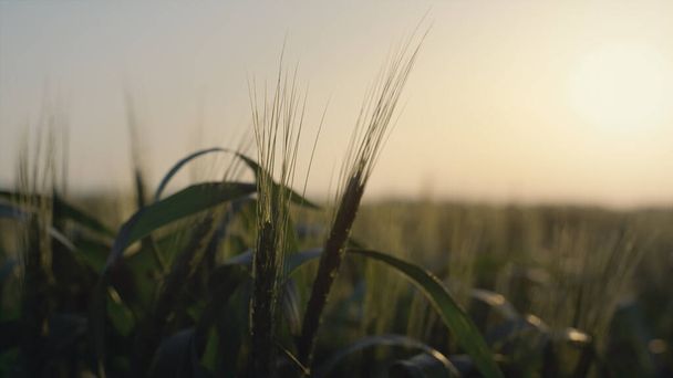 Sunset on beautiful wheat field. Soft sunlight shine on unripe spikelets with green leaves close up. Young cereal harvest ripening under summer sun. Grain culture growing farmland outdoors.  - Zdjęcie, obraz