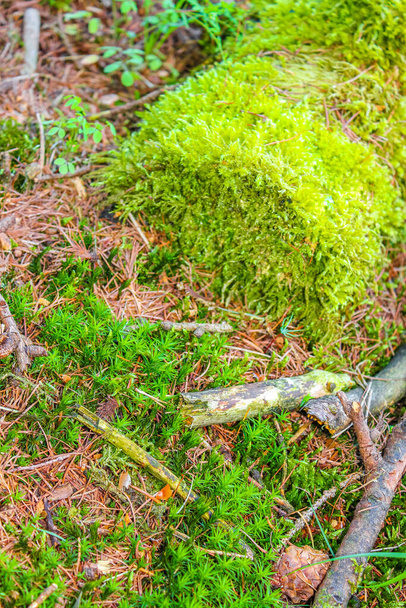 Sawed eaten tree stump and wood on forest floor with green moss in forest in Lohe forest in Bramstedt Hagen im Bremischen Lower Saxony Germany. - Foto, afbeelding