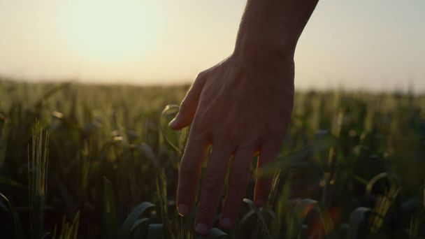 Farmer walking wheat field checking harvest in sunset light close up. Man hand touching green cereal spikelets on farmland evening sky background. Unknown agrarian verify unripe crop outdoors. - Photo, Image