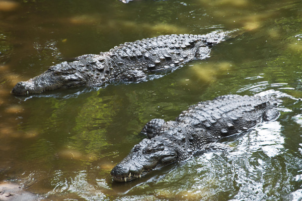 Crocodilos
 - Foto, Imagem