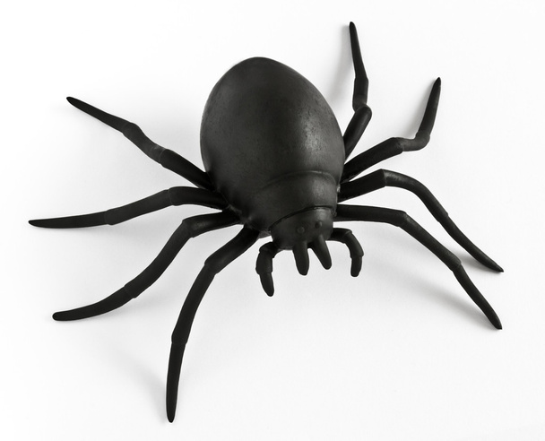 gumowa pająk - Zdjęcie, obraz