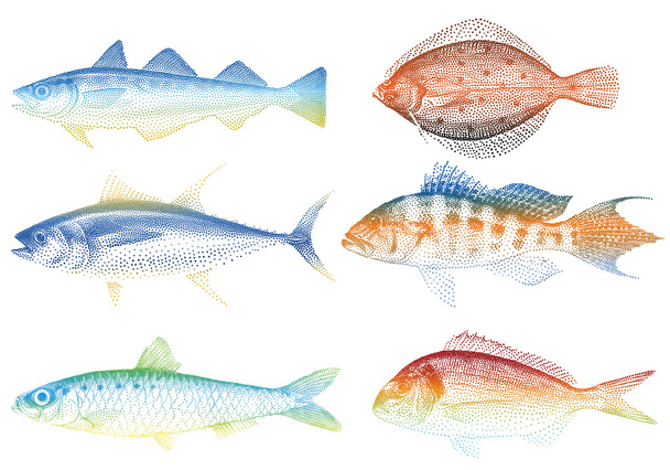 Sea fishes, vector - Vector, Image