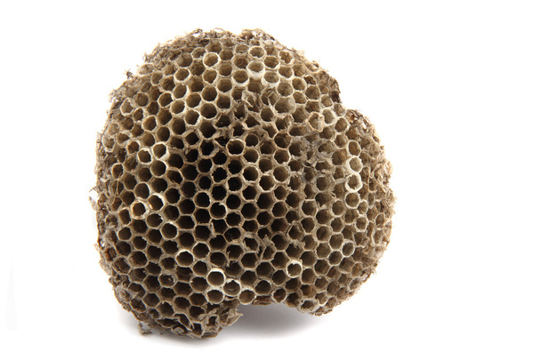 Wasp nest - Foto, Imagen