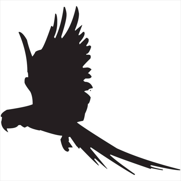 Vettoriale, Immagine dell'icona della silhouette dell'uccello del paradiso, colore bianco e nero, sfondo trasparente - Vettoriali, immagini