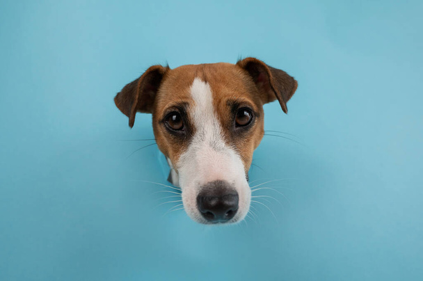 Funny dog muzzle from a hole in a paper blue background - Photo, image