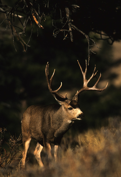 A huge mule deer buck - Photo, Image