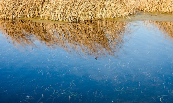 Caña seca y su reflejo en el agua
 - Foto, Imagen