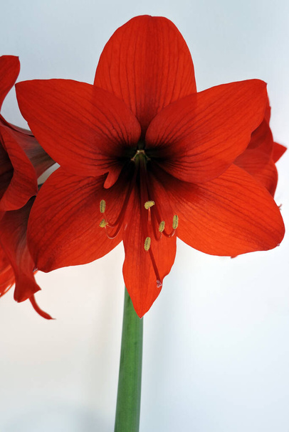 A close-up of a red Hippeastrum flower isolated on white - Photo, Image