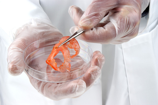 μια φέτα ντομάτα εξετάζεται στο εργαστήριο τροφίμων - Φωτογραφία, εικόνα