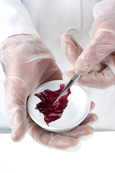 rode salade wordt onderzocht in het laboratorium van voedsel - Foto, afbeelding