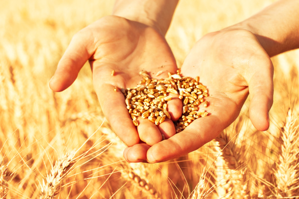 Семена пшеницы в руках
 - Фото, изображение