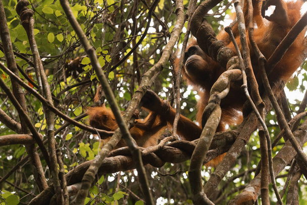Дикая мать Суматранская орангутанга и ее ребенок орангутанг, висящий в лианах и живущий в тропических лесах Северной Суматры, Индонезия, Юго-Восточной Азии - Фото, изображение