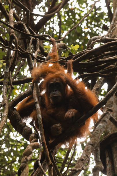 Mãe selvagem fêmea Sumatra Orangutan e seu bebê orangotango, pendurado nas lianas e vivendo na floresta tropical de Sumatra do Norte, Indonésia, Sudeste Asiático - Foto, Imagem