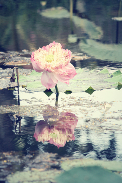 lotosové květy - Fotografie, Obrázek