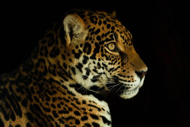 Jaguar - Panthera onca, portrait of beautiful large cat from South American forests, Amazon basin, Brazil. - Foto, imagen