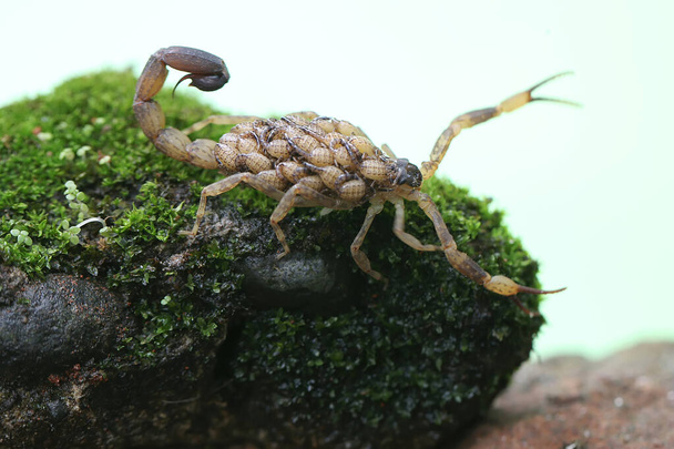 A mother Chinese swimming scorpion holds her babies to protect them from predators. This Scorpion has the scientific name Lychas mucronatus. - Valokuva, kuva
