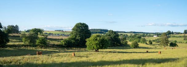 Коровы на зеленом лугу между Бастонь, Ла-Рош и Сент-Хьюберт в Бельгии под голубым небом летом с деревьями и холмами сельской местности - Фото, изображение