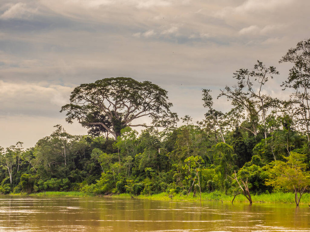 Javari nehrinin kıyısındaki büyük ceiba, kapok ağacı. Ceiba pentandra. Amazon - Fotoğraf, Görsel