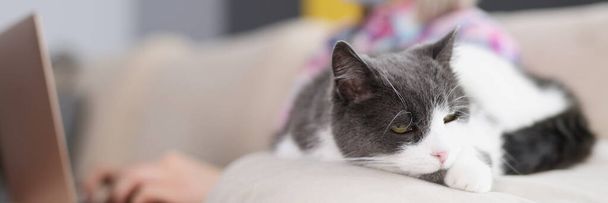 Ev kedisi kanepede uyurken ev sahibi kadının dizüstü bilgisayarda çalışmasına yakın çekim. Karantinada kal, kendini izole et. Uzak iş, rahat konsept - Fotoğraf, Görsel