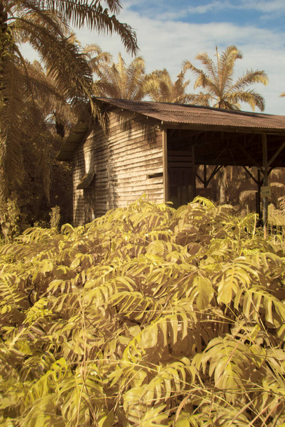 imagen infrarroja de una casa abandonada en la plantación. - Foto, imagen