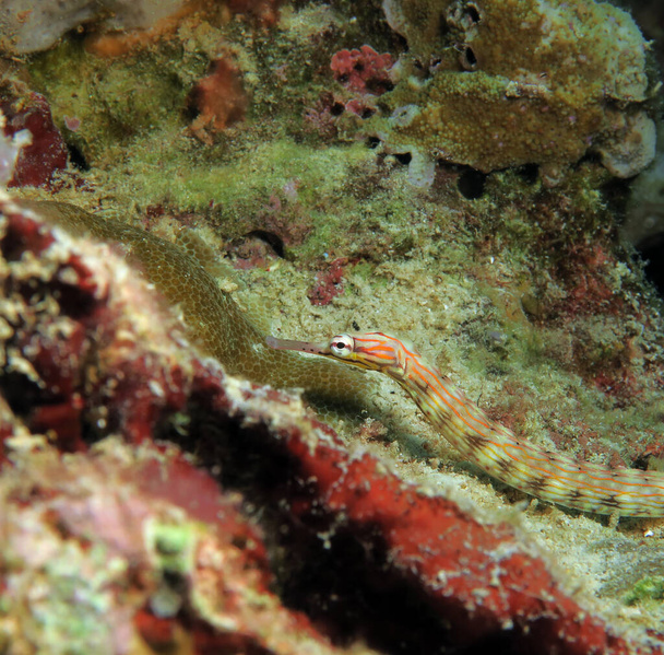 A Schultz pipefish on corals Panagsama beach Cebu Philippines  - Photo, Image