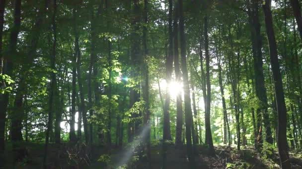 Gyönyörű napkelte nap a napos tavaszi erdőben. A napfény átsüt az erdőn az erdős tájban. - Felvétel, videó