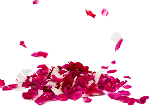 pétalos de rosa  - Foto, imagen