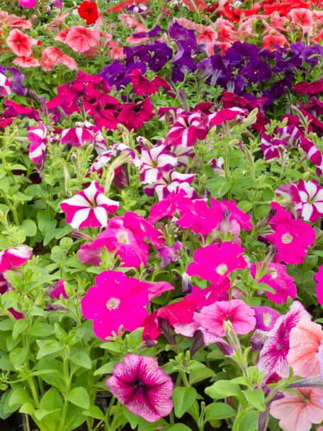 sokszínű a virágzó petunias háttér - Fotó, kép