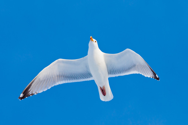 volwassen zilvermeeuw vliegen in blauwe hemel - Foto, afbeelding