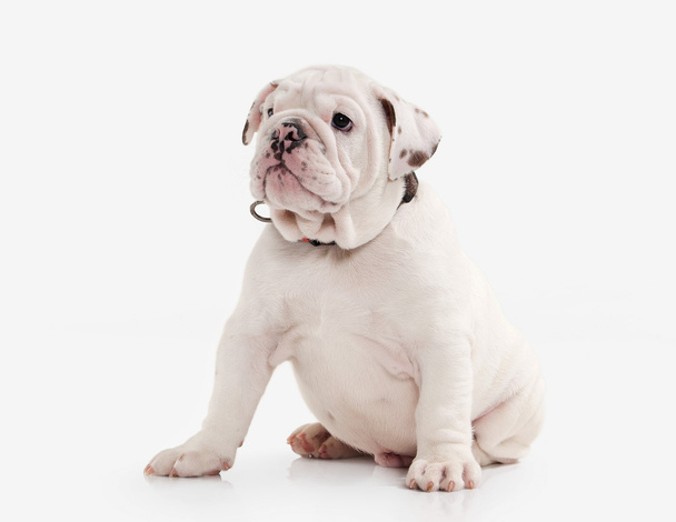 Kutya. Angol bulldog kiskutya, fehér háttér - Fotó, kép