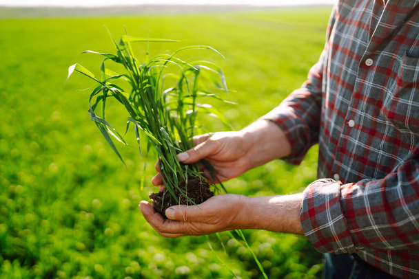 Young green wheat sprout in the hands of a farmer. Agriculture, gardening or ecology concept. - Photo, Image