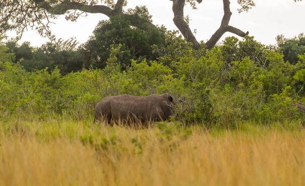Rhino in Hluhluwe National Park South Africa - Foto, Imagem